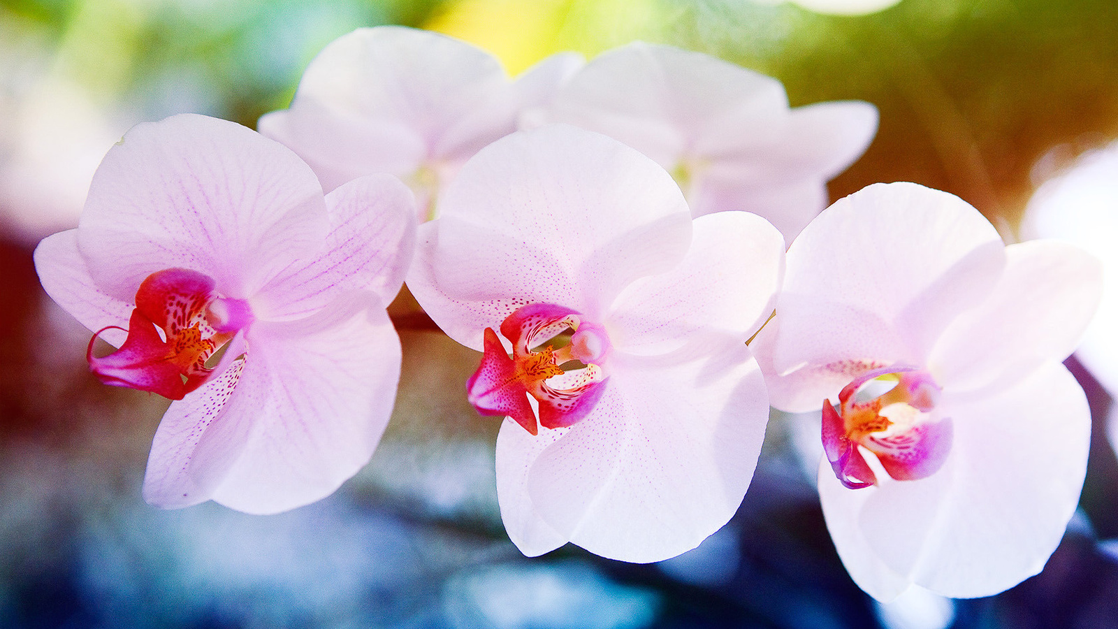 , , , Orchid, , , , ,,,,