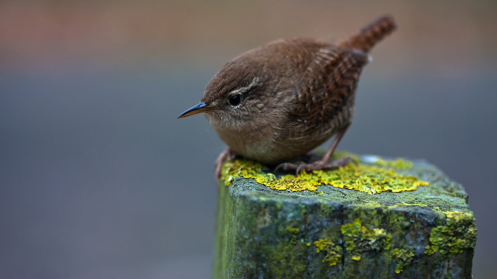 winter wren,  , , , , , 