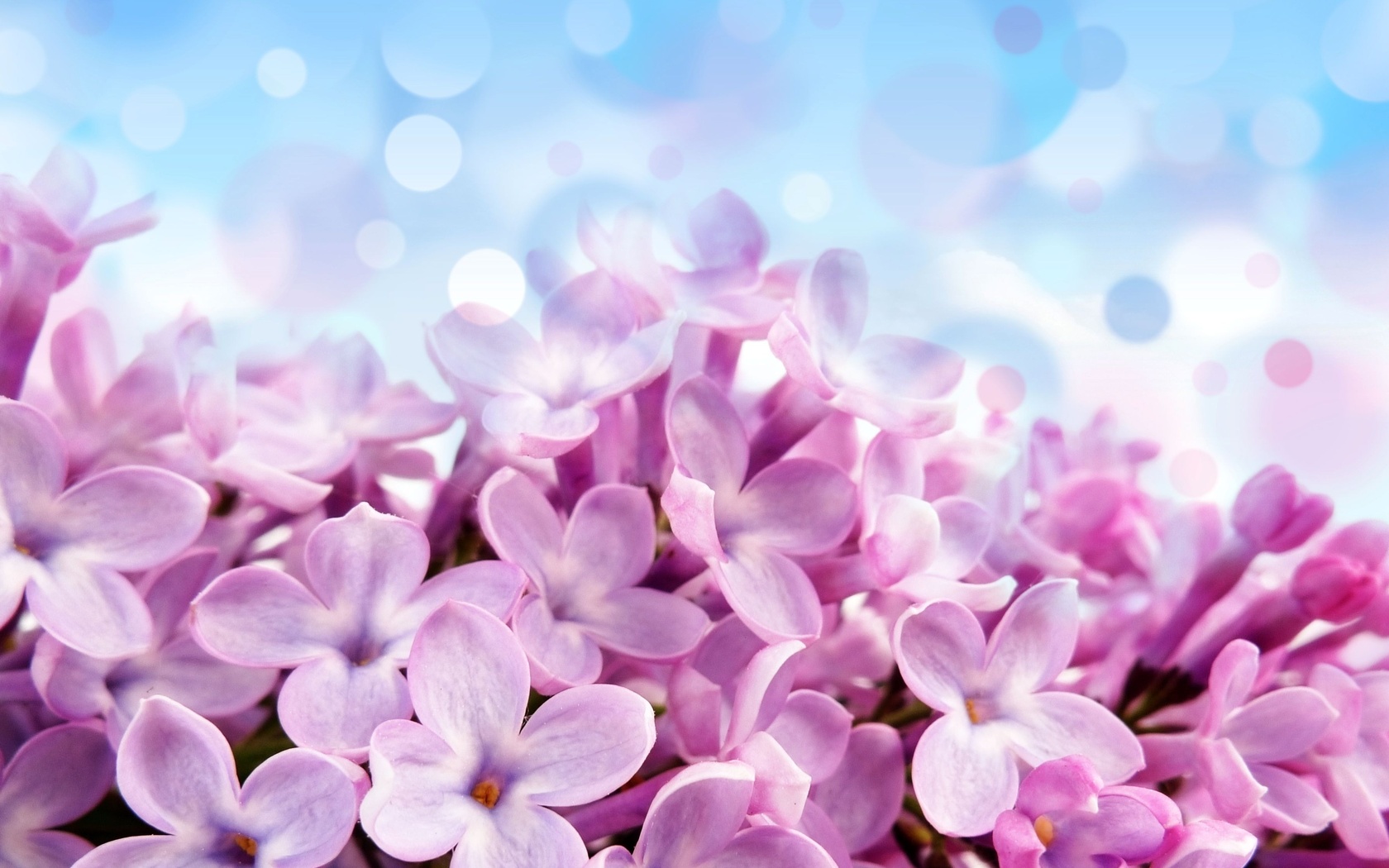 Pale red-violet flowers, , , , , , 