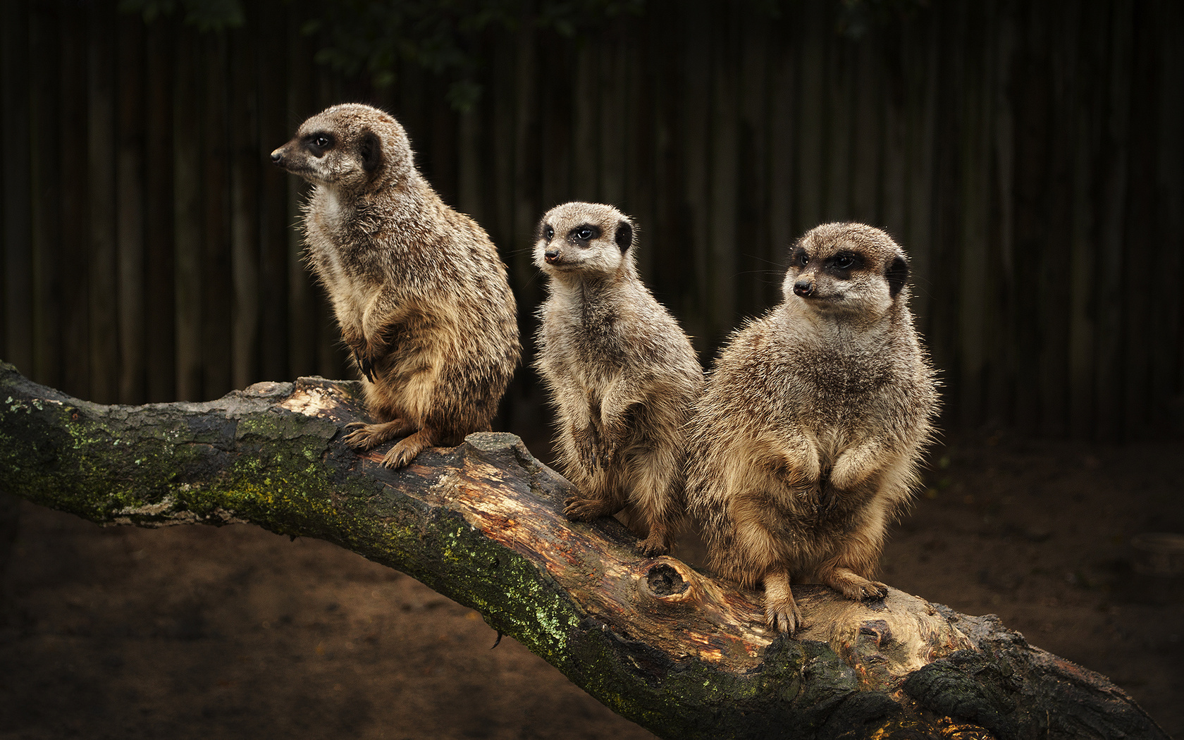 meerkats, , , , , , , , 