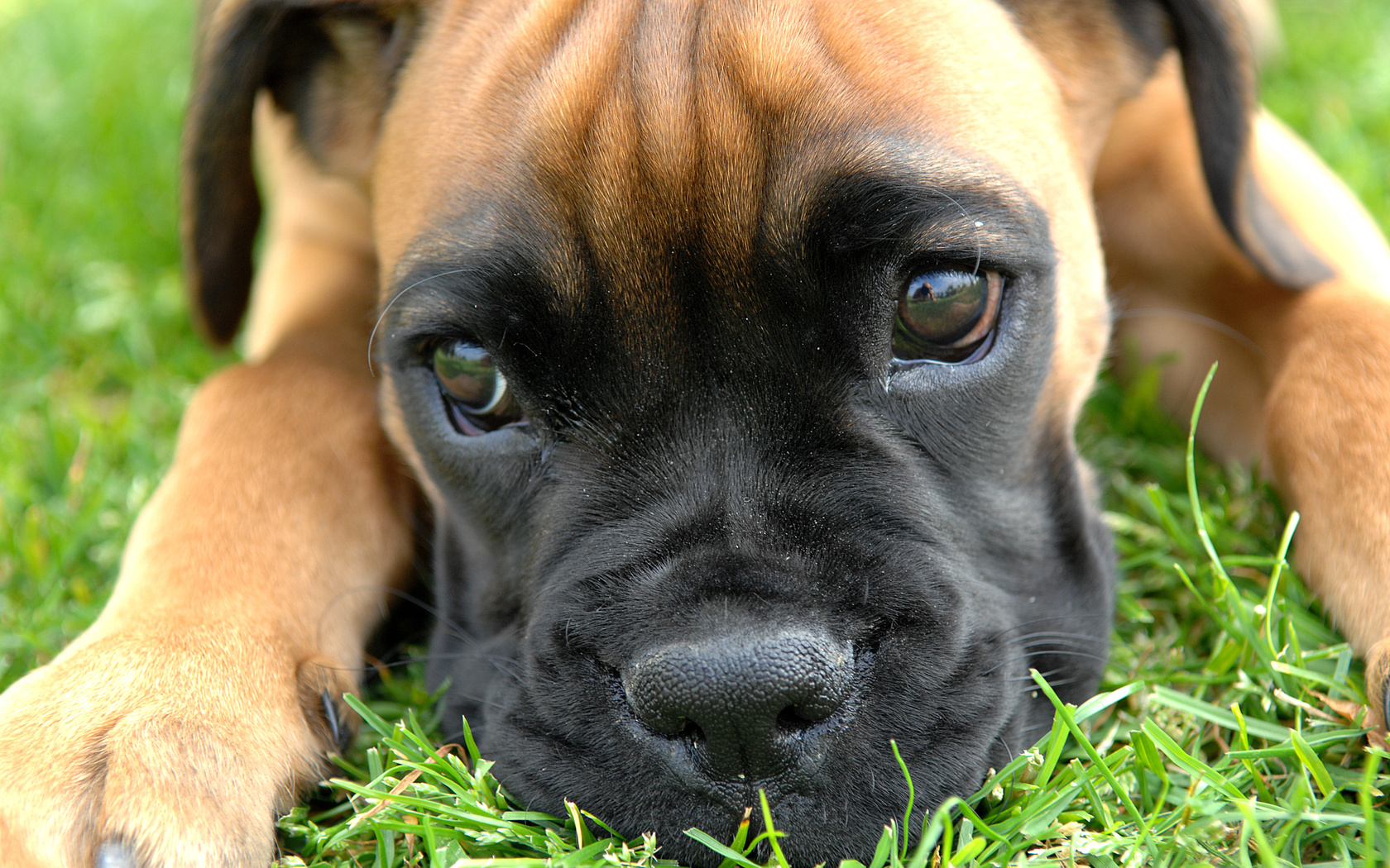 , puppy, Boxer, , , , , , , , , , , ---, 