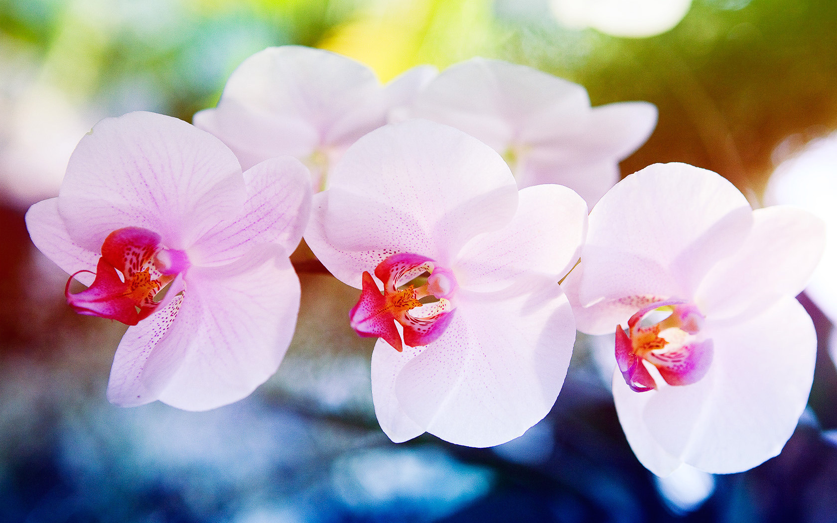 , , , Orchid, , , , ,,,,