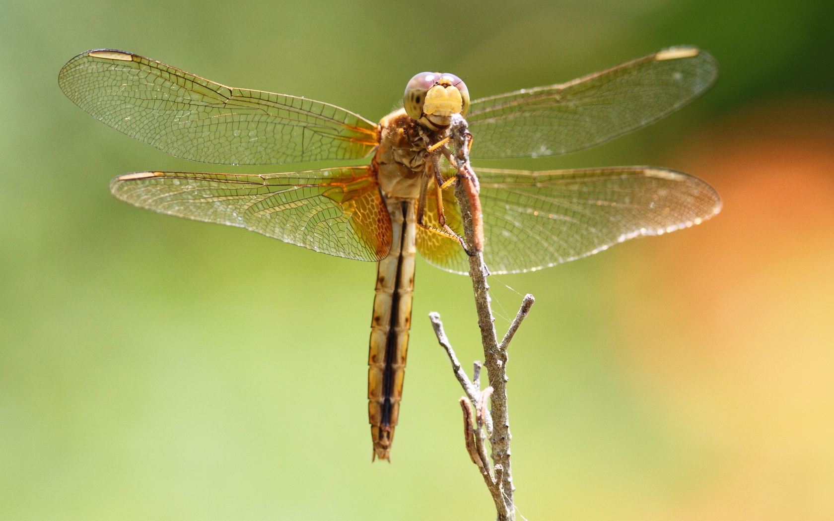 dragonfly, , , , , 