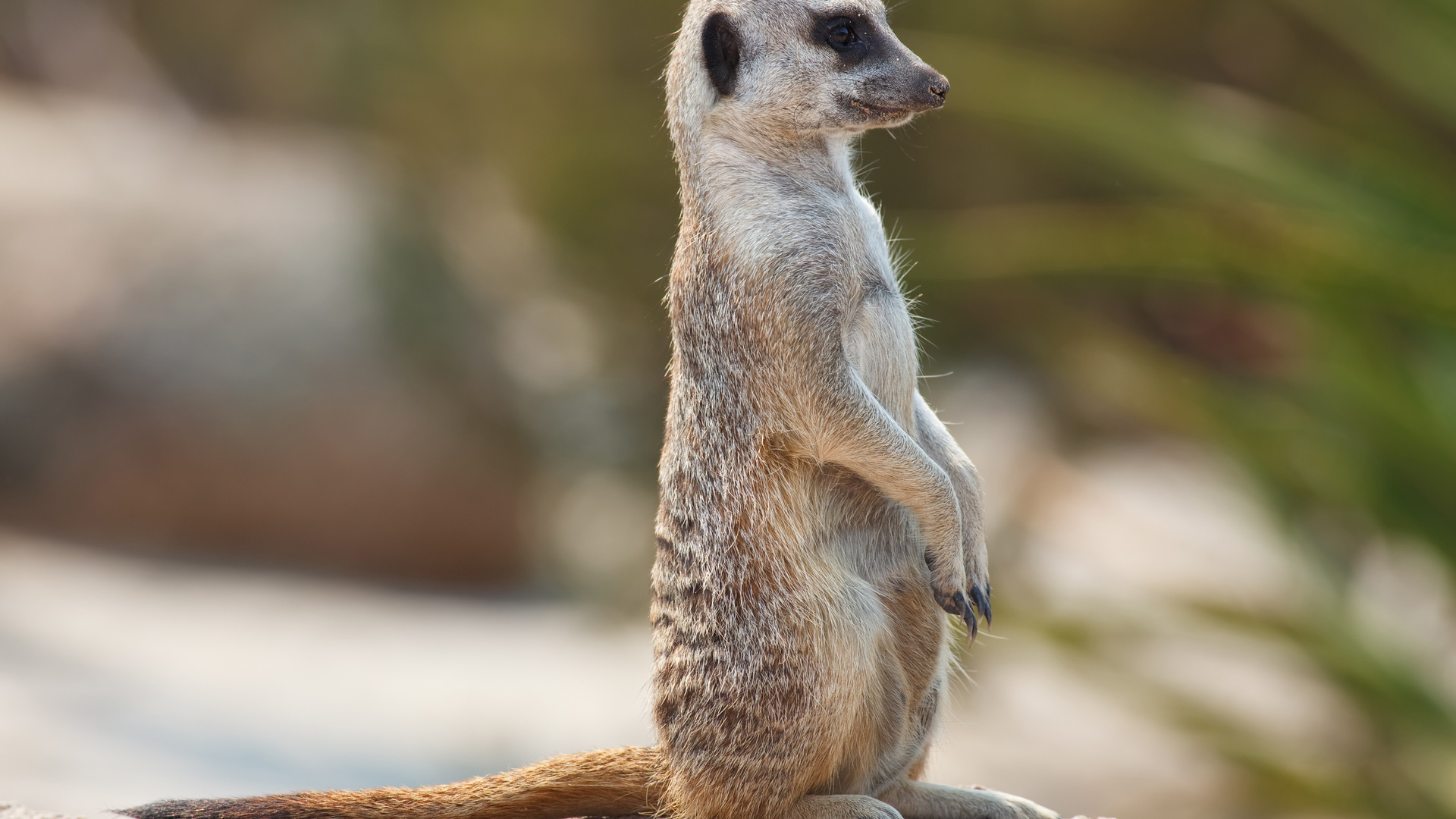 meerkat, , , , , , , , , , 