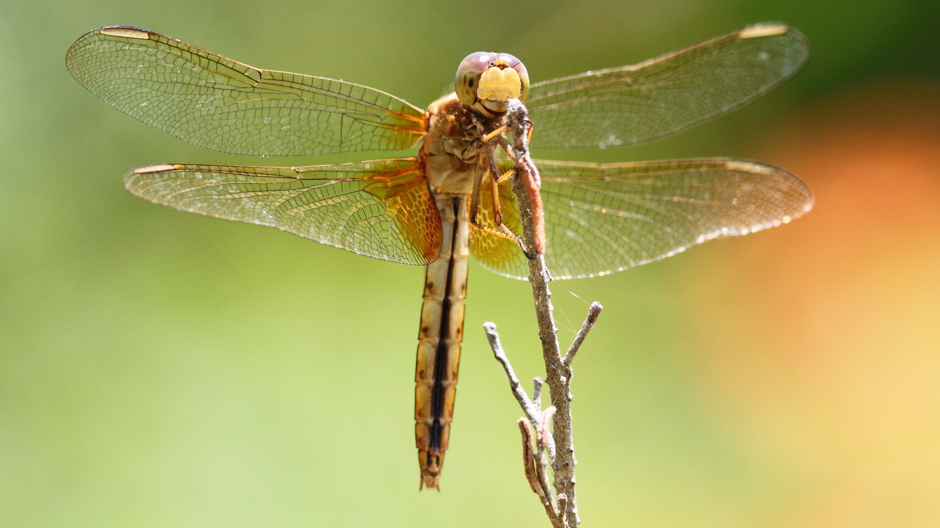 dragonfly, , , , , 