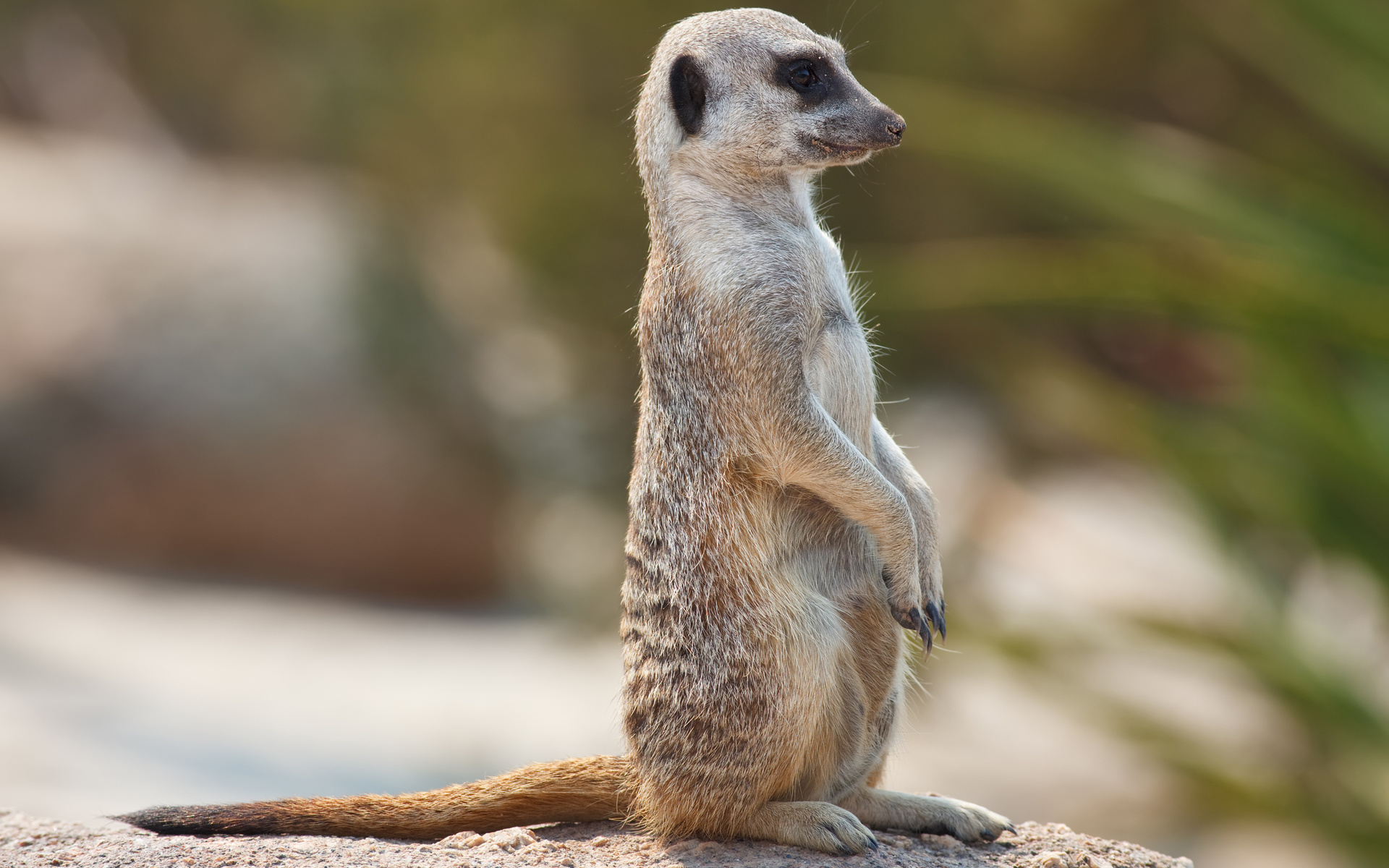 meerkat, , , , , , , , , , 