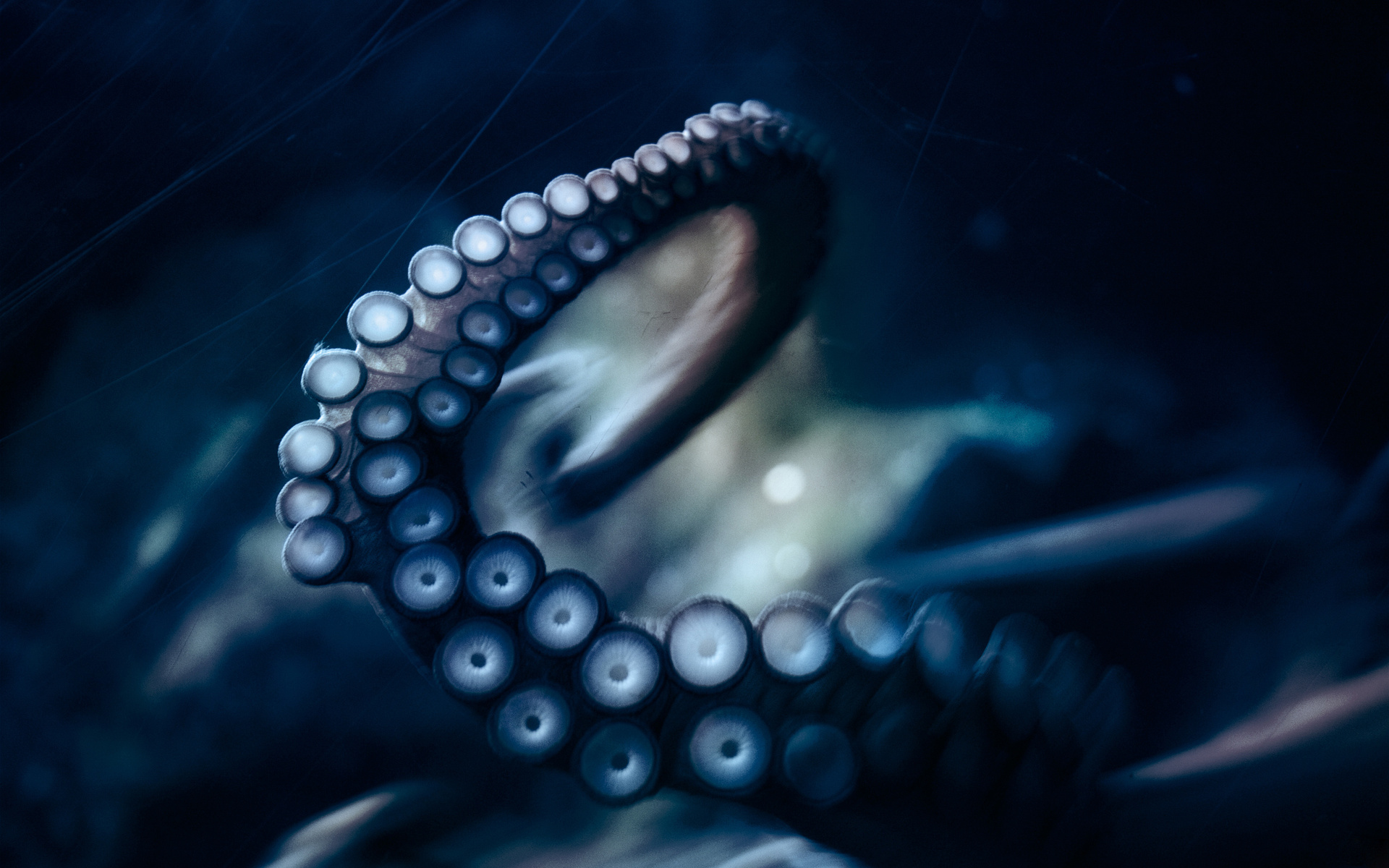 , , octopus, ,  ,  