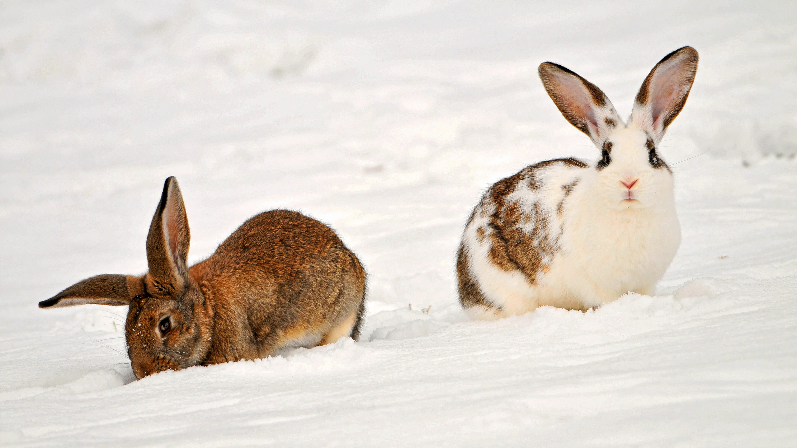 , two rabbits in the snow, , , , , 