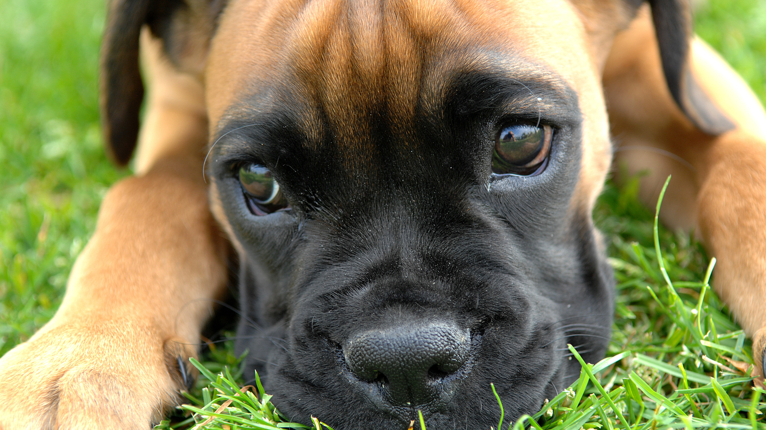 , puppy, Boxer, , , , , , , , , , , ---, 