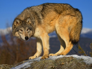 , , , Wolf, , , 