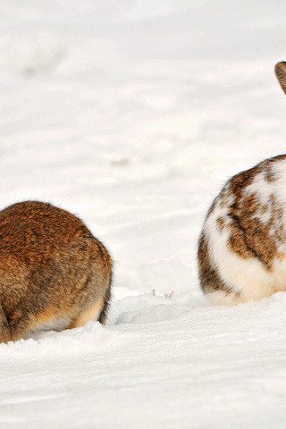 , two rabbits in the snow, , , , , 