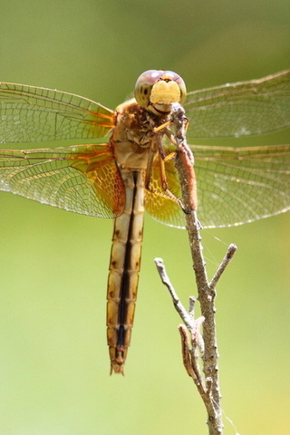 dragonfly, , , , , 