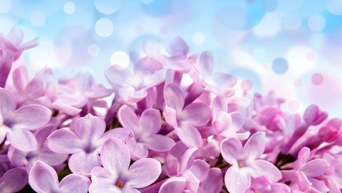 Pale red-violet flowers, , , , , , 