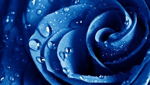 , , , The blue rose, ,  , , , , 