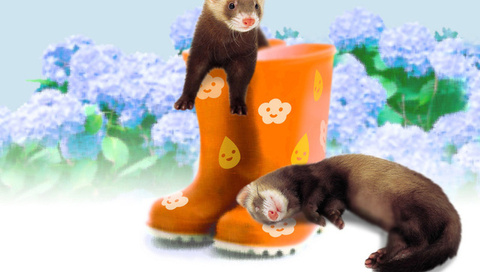 ferrets, , , , , 