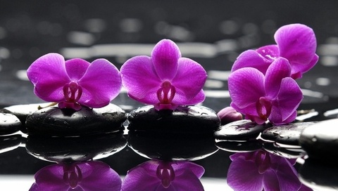 , purple flowers, , , Spa, , , , , , , , , , , 