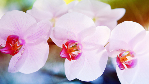 , , , Orchid, , , , ,,,,