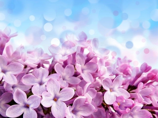 Pale red-violet flowers, , , , , , 