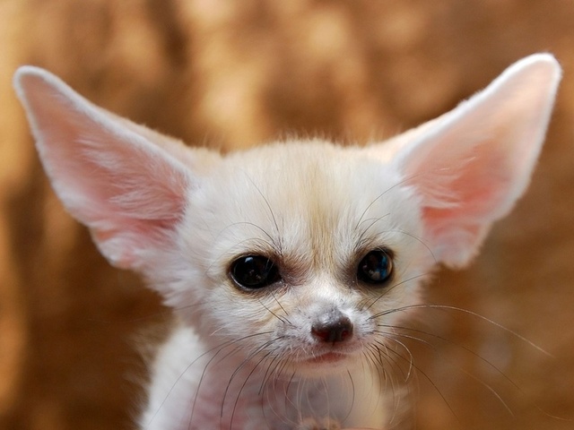 fennec fox, , , , , , , , , ,  , , , ---