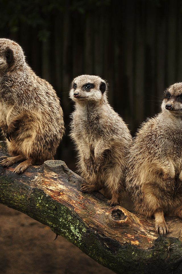 meerkats, , , , , , , , 