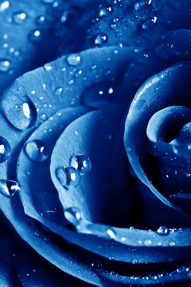 , , , The blue rose, ,  , , , , 