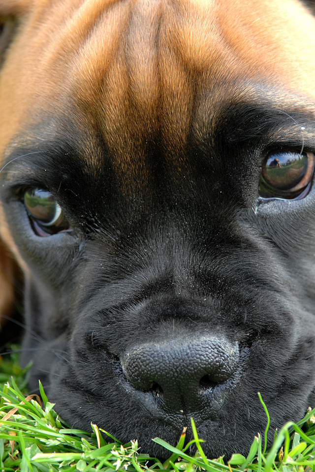 , puppy, Boxer, , , , , , , , , , , ---, 