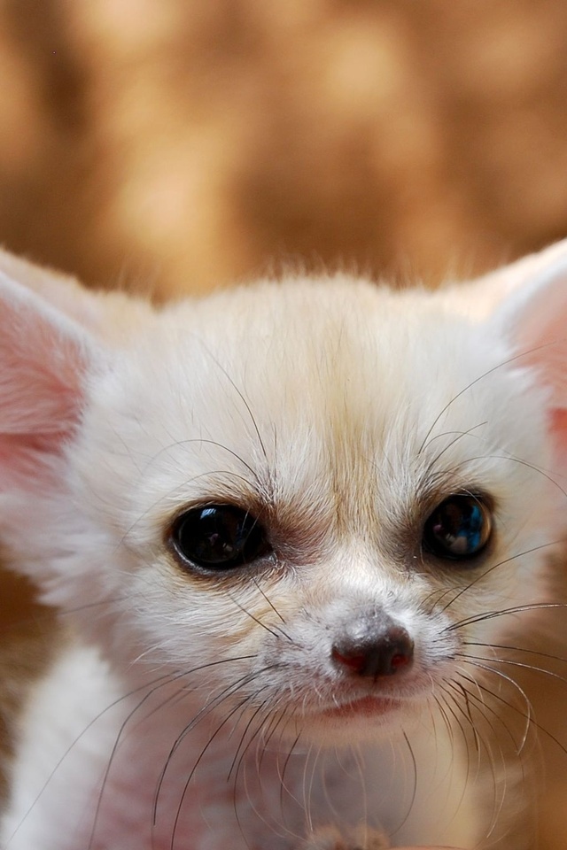 fennec fox, , , , , , , , , ,  , , , ---