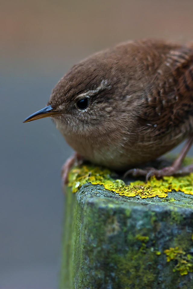 winter wren,  , , , , , 