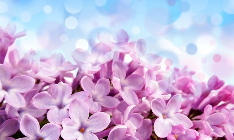 Pale red-violet flowers, , , , , , 