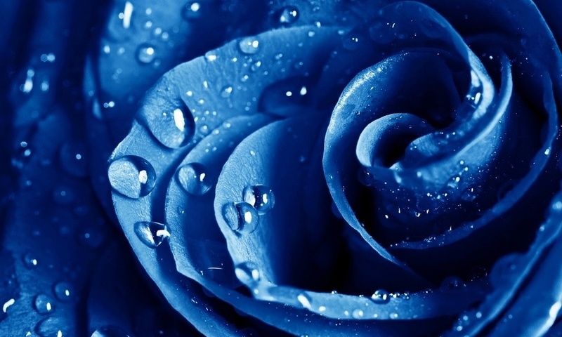 , , , The blue rose, ,  , , , , 