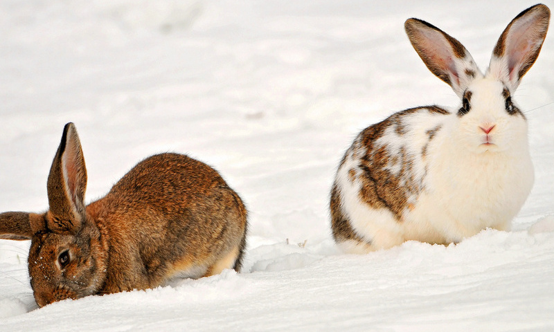 , two rabbits in the snow, , , , , 