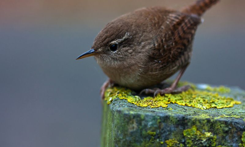 winter wren,  , , , , , 