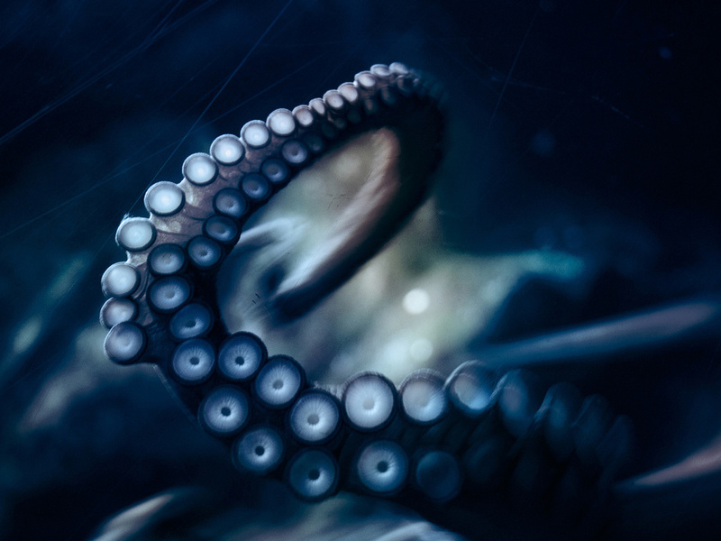 , , octopus, ,  ,  