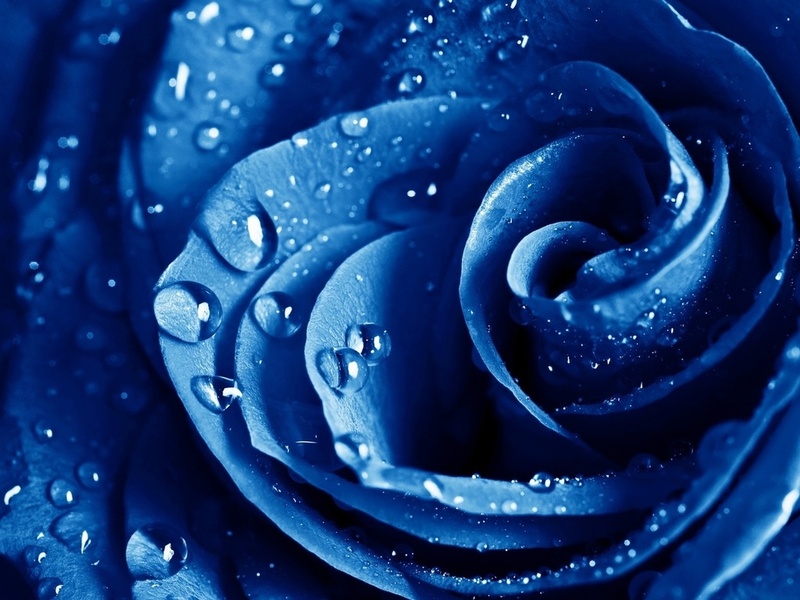 , , , The blue rose, ,  , , , , 