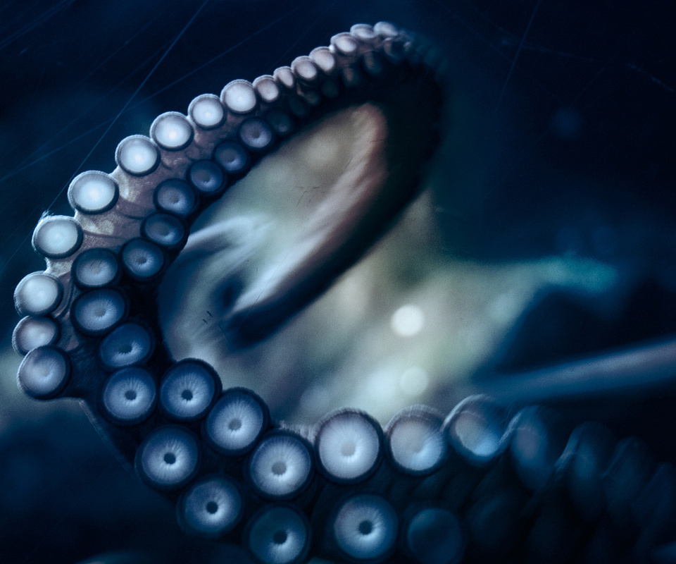 , , octopus, ,  ,  