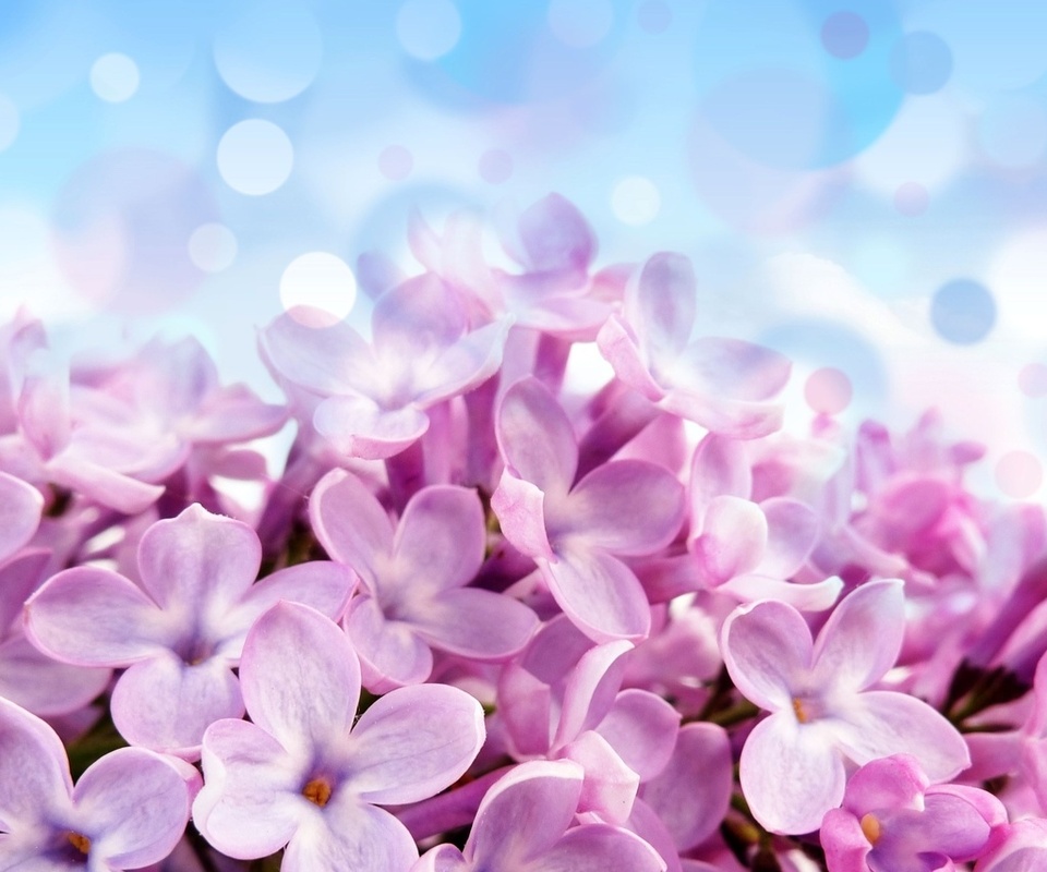 Pale red-violet flowers, , , , , , 