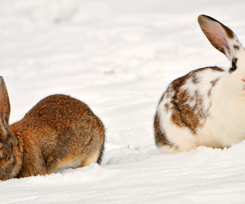 , two rabbits in the snow, , , , , 