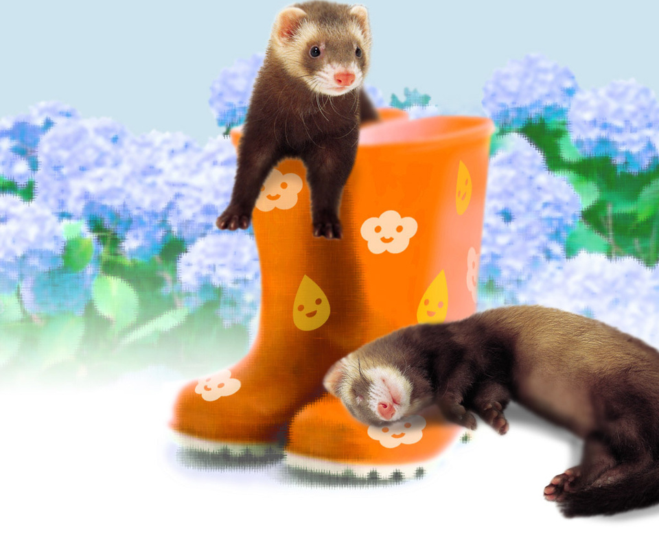 ferrets, , , , , 