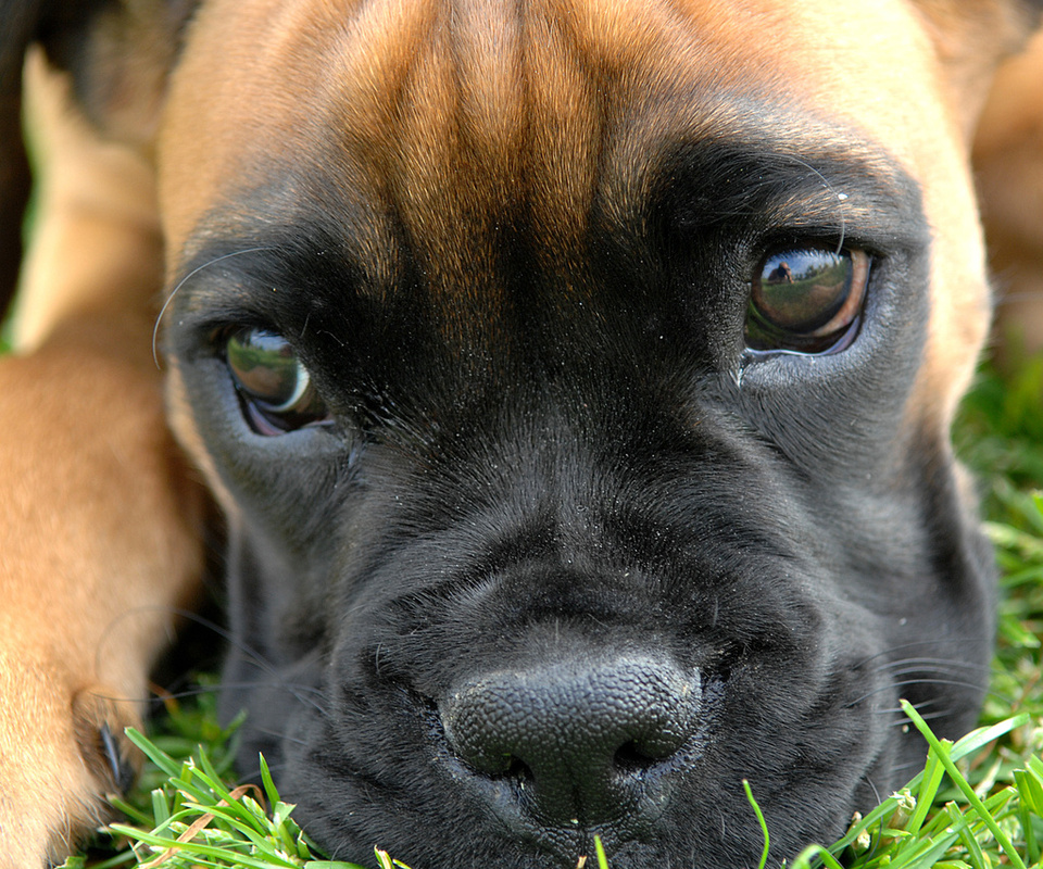 , puppy, Boxer, , , , , , , , , , , ---, 