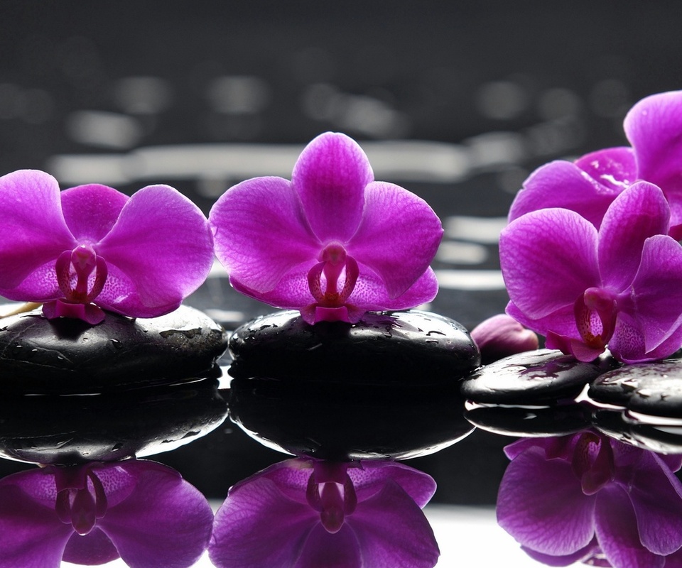 , purple flowers, , , Spa, , , , , , , , , , , 