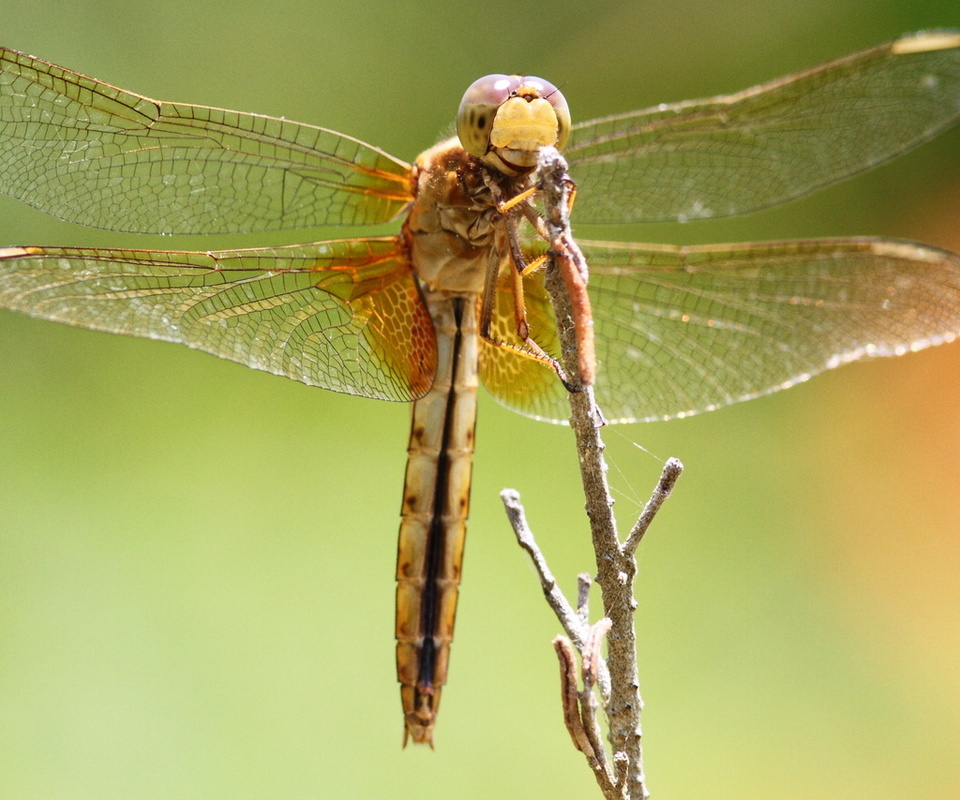 dragonfly, , , , , 