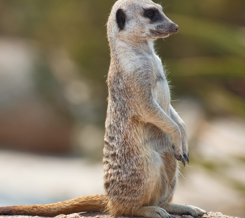 meerkat, , , , , , , , , , 