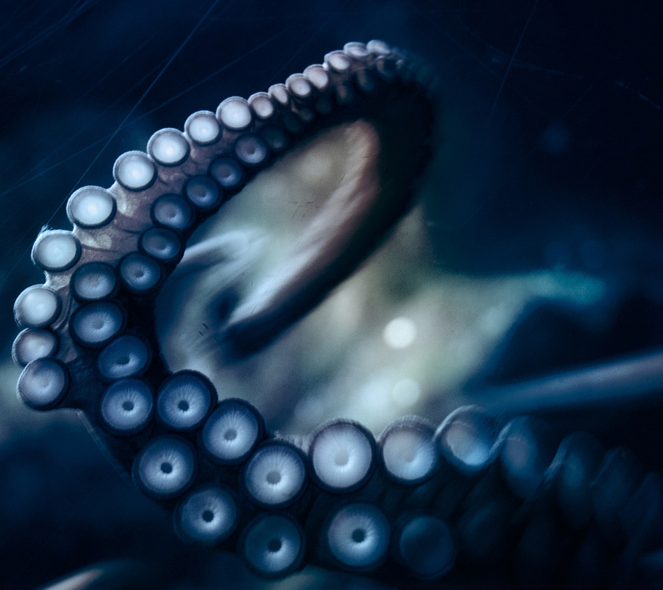 , , octopus, ,  ,  