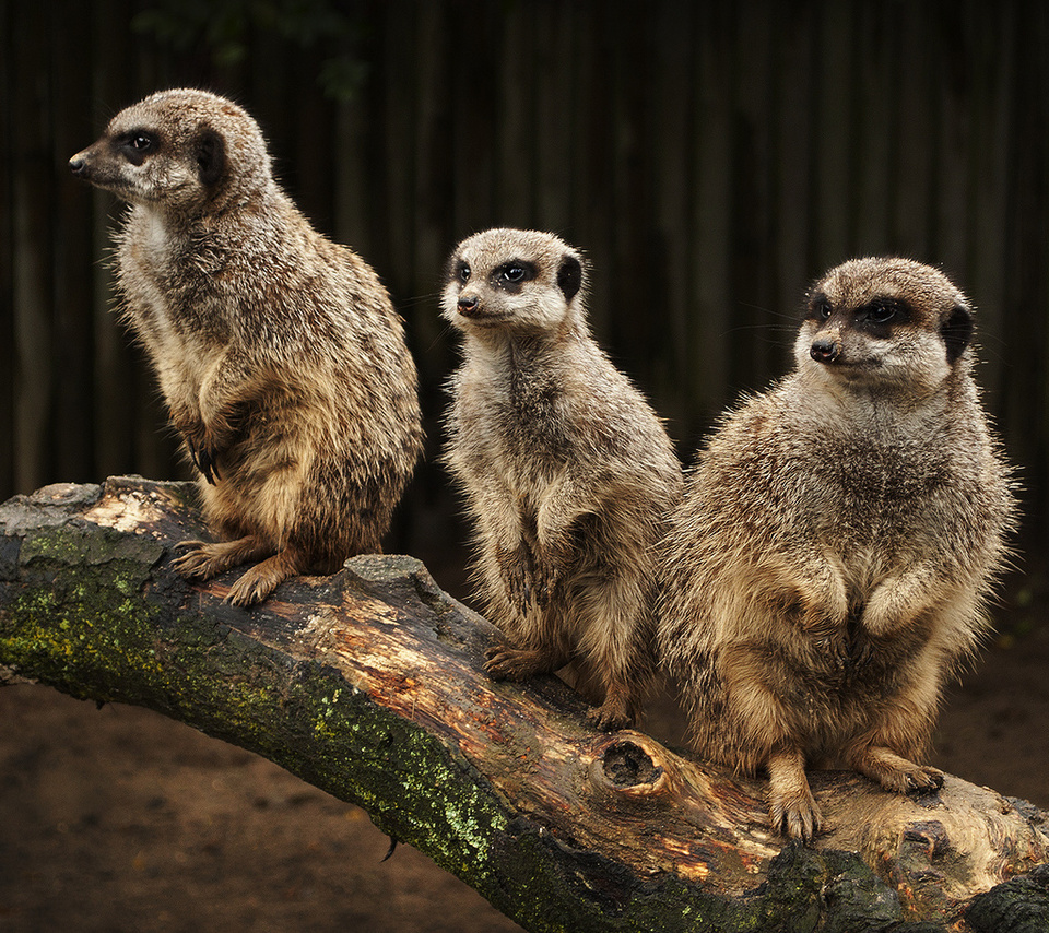 meerkats, , , , , , , , 