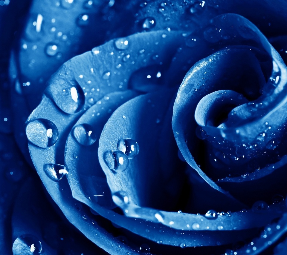 , , , The blue rose, ,  , , , , 