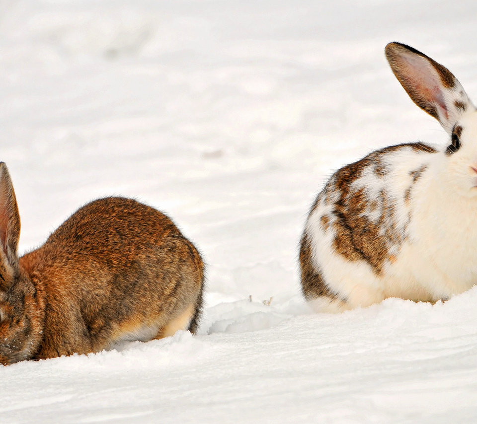 , two rabbits in the snow, , , , , 