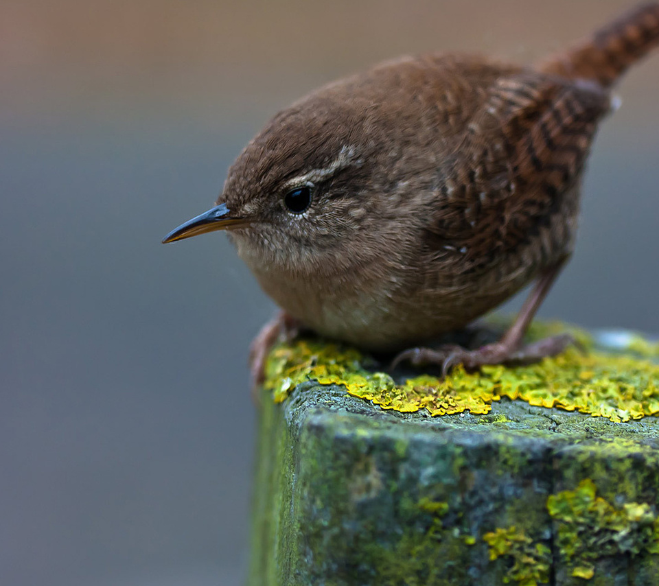 winter wren,  , , , , , 