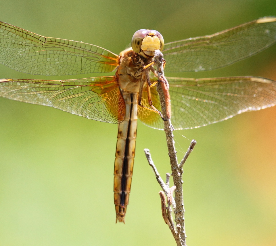 dragonfly, , , , , 