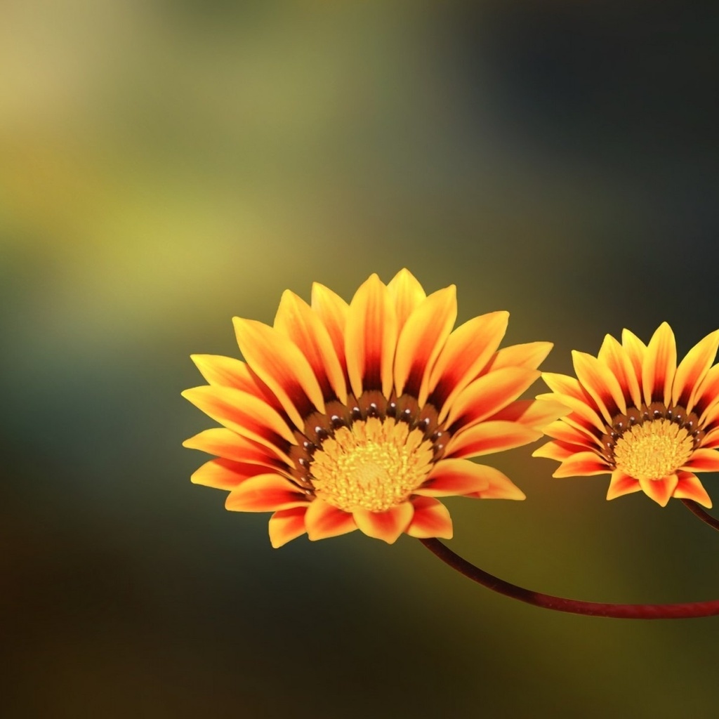 , , two flowers, yellow, orange