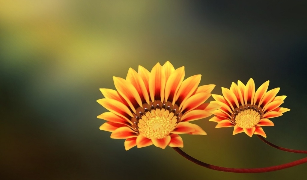 , , two flowers, yellow, orange